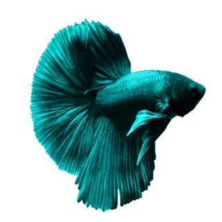 betta fish – Vijay Aquarium