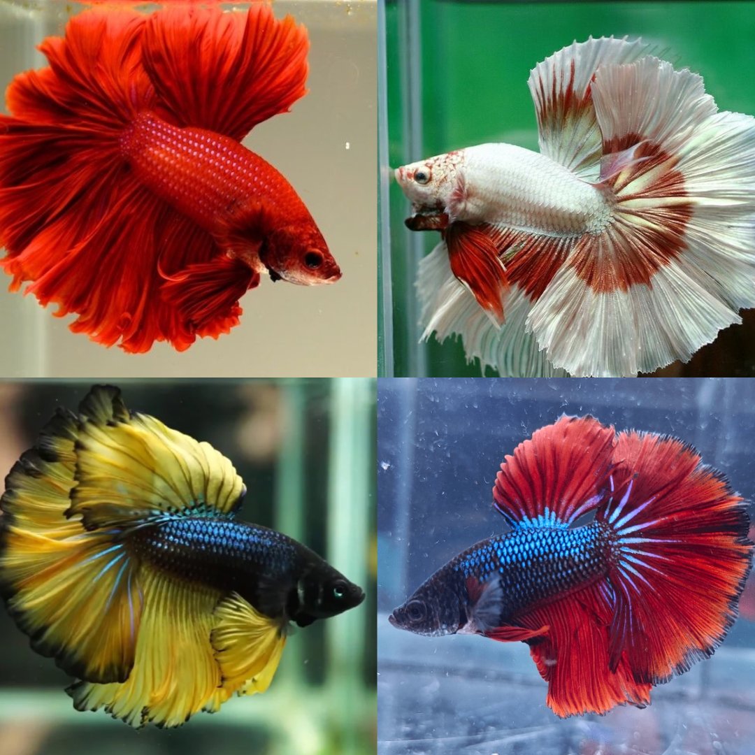 Betta Fish Smart Pets Lover