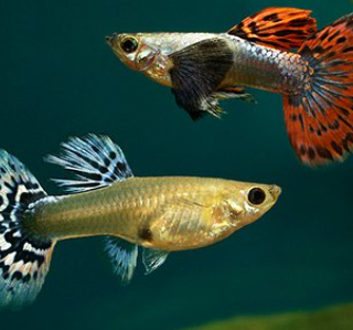 imported guppy – Vijay Aquarium