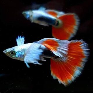 Santa Claus Guppy Pair | Parent Size