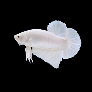 Milk White Plakat Male