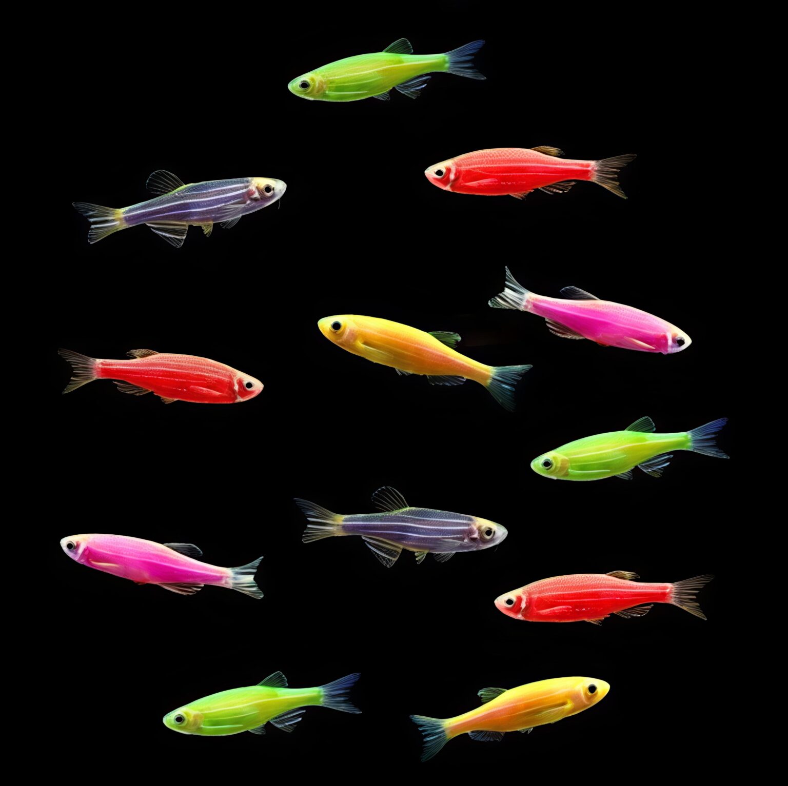Fish Combo Zebra Fish Mixed Color (10 Fishes) Combo – Vijay Aquarium