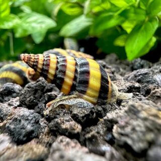 Assassin Snail | Each
